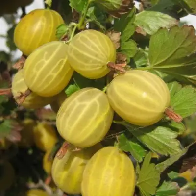 Крыжовник ЯРОВОЙ в Слуцке