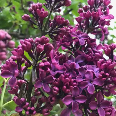 Сирень ЛЮДВИГ ШПЕТ в Слуцке