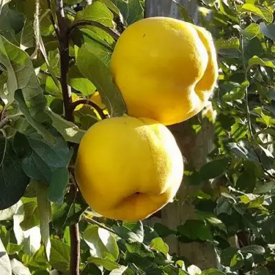 Айва МАРИЯ в Слуцке