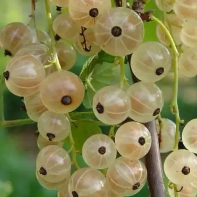 Смородина белая СМОЛЬЯНИНОВСКАЯ в Слуцке