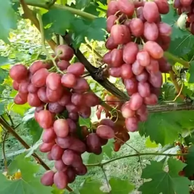 Виноград БАСАНТИ в Слуцке