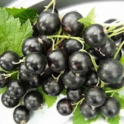 Смородина чёрная ТИТАНИЯ в Слуцке