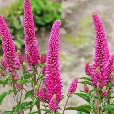 Вероника ФЕРСТ ЛАВ длиннолистная в Слуцке