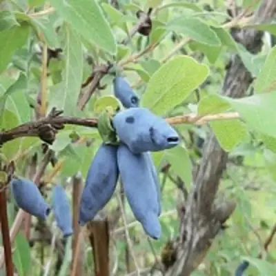 Жимолость съедобная ПУШКИНСКАЯ в Слуцке