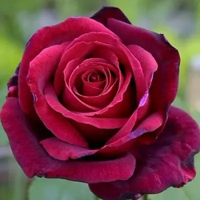 Роза ПАПА МЕЙЯН чайно-гибридная в Слуцке