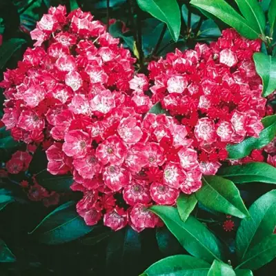 Кальмия КАРДИНАЛ в Слуцке