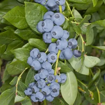 Голубика ЛИБЕРТИ в Слуцке