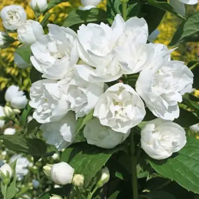 Жасмин махровый в Слуцке