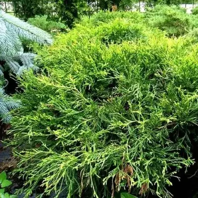 Кипарисовик ФИЛИФЕРА АУРЕА ВАРИЕГАТТА горохоплодный в Слуцке