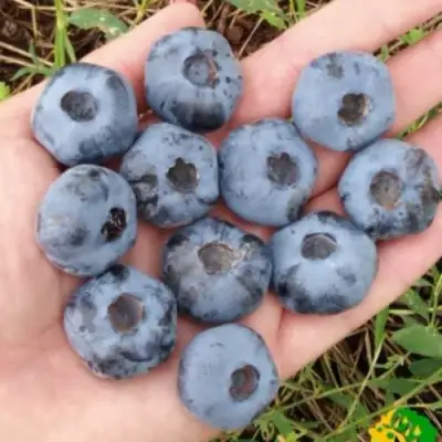 Голубика ЧАНДЛЕР в Слуцке