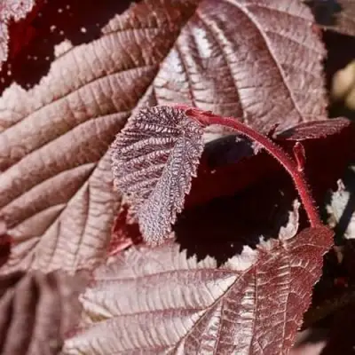 Фундук СИРЕНА в Слуцке