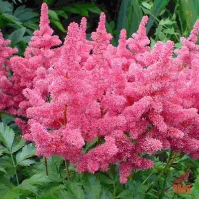 Астильба БОНН японская в Слуцке