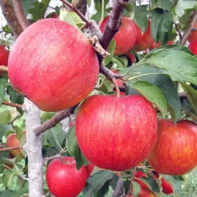 Яблоня ЖЕНЕВА (ЖЕНЕВА ЭРЛИ) в Слуцке