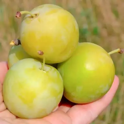 Слива РЕНКЛОД ранний в Слуцке