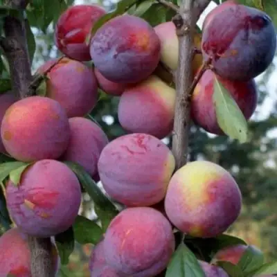 Слива ИМПЕРИАЛ колонновидная в Слуцке