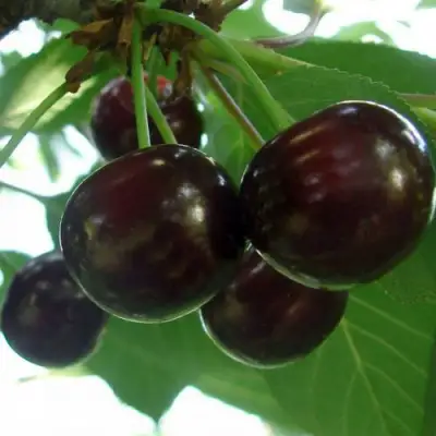 Дюк КСЕНИЯ (ЧЕРЕВИШНЯ) в Слуцке