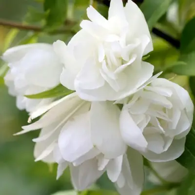 Жасмин МАНТО Д’ЭРМИН в Слуцке