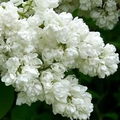 Сирень ПАМЯТЬ О КОЛЕСНИКОВЕ в Слуцке