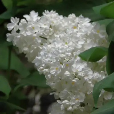 Сирень РУССКИЙ СЕВЕР в Слуцке