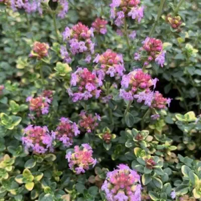 Тимьян ДОННА ВАЛЕЙ лимоннопахнущий в Слуцке