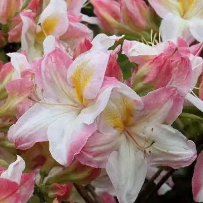 Азалия САТОМИ японская в Слуцке