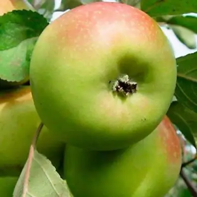 Яблоня БРАТ ЧУДНОГО стелющаяся в Слуцке