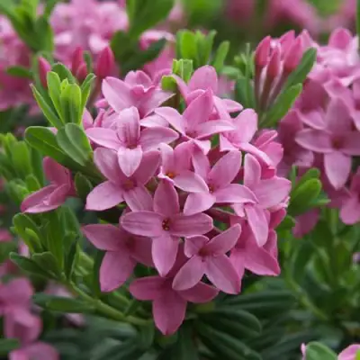 Волчеягодник КОЛЛИНА ГАРАЛЕНС в Слуцке