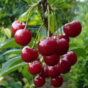 Дюк ФАКЕЛ в Слуцке