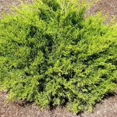 Можжевельник ИЗАБЕЛИН китайский в Слуцке