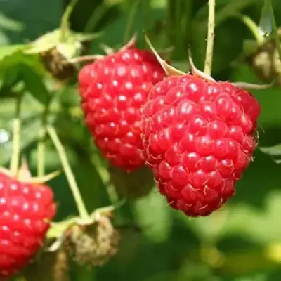 Малина БАЛЬЗАМ в Слуцке