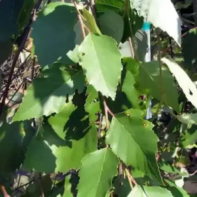 Береза САММЕР КАСКАД черная в Слуцке