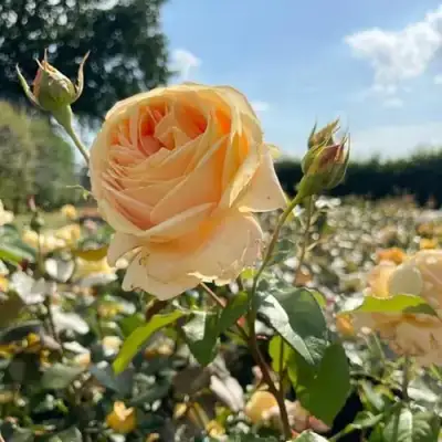 Роза КЕНДЛАЙТ чайно-гибридная в Слуцке