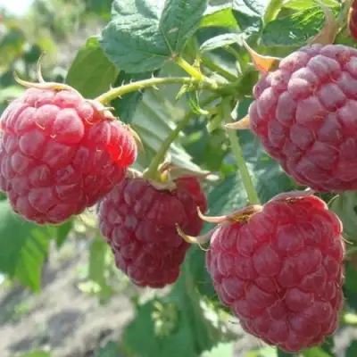 Малина БРУСИЛОВСКАЯ в Слуцке