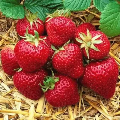 Клубника ХОНЕЙ в Слуцке