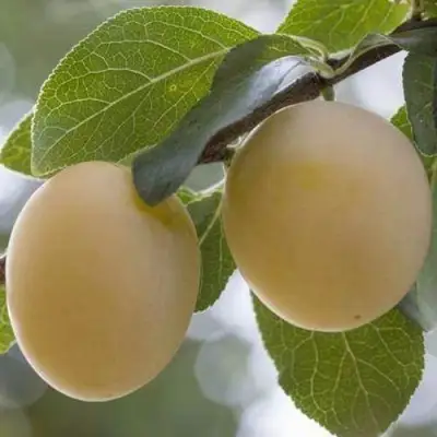 Слива УТРО в Слуцке