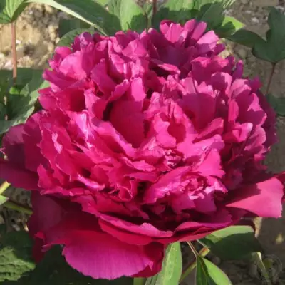 Пион ТАЙНАЯ СТРАСТЬ древовидный в Слуцке