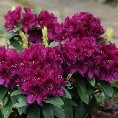 Рододендрон КАЛИ в Слуцке