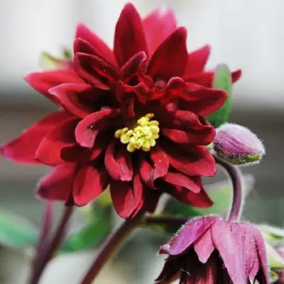 Аквилегия РУБИ ПОРТ обыкновенная в Слуцке