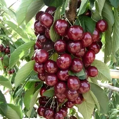 Черешня СИЛЬВИЯ колоновидная в Слуцке