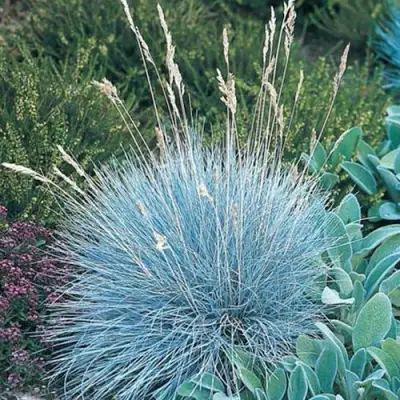 Овсяница АЙСФОГЕЛЬ сизая в Слуцке