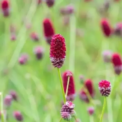 Кровохлебка БИТЛВИНГЗ в Слуцке