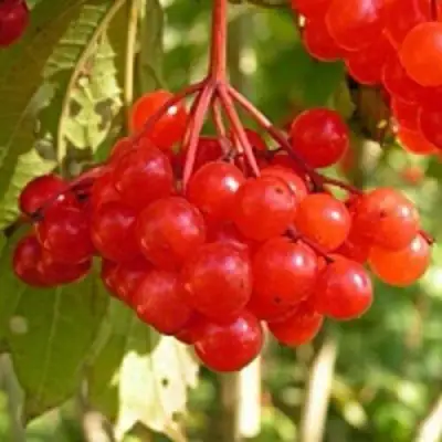 Калина ПАМЯТИ ВАЛЕНТИНЫ в Слуцке