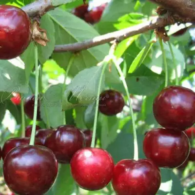 Дюк ИВАНОВНА в Слуцке