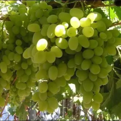 Виноград ИЛЬЯ  в Слуцке