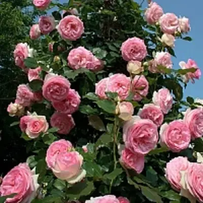 Роза ПЬЕР ДЕ РОНСАР плетистая в Слуцке