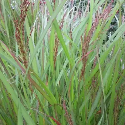 Просо ВЭРРИОР прутьевидное в Слуцке