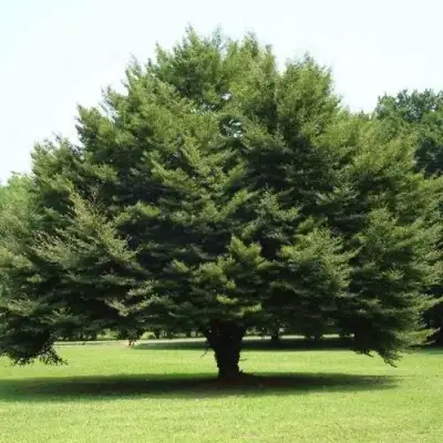 Бук обыкновенный в Слуцке