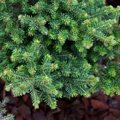 Ель ВИЛС ЦВЕРГ обыкновенная в Слуцке