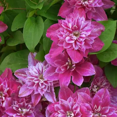 Клематис МАЙ ДАРЛИНГ  в Слуцке