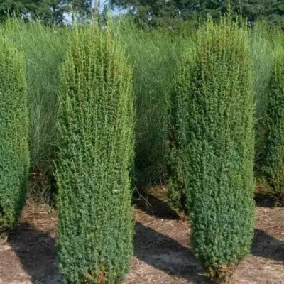 Можжевельник ХИБЕРНИКА обыкновенный  в Слуцке